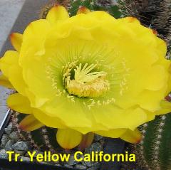 Tr. Yellow California.4.1.jpg 